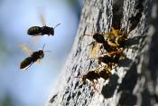 hoornaar (vespa crabo) 10-2024 1025